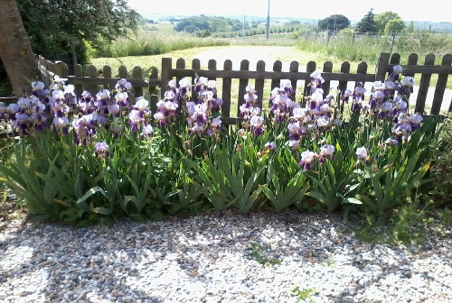 3134.The Irises ar at their best in late May and early June.JPG